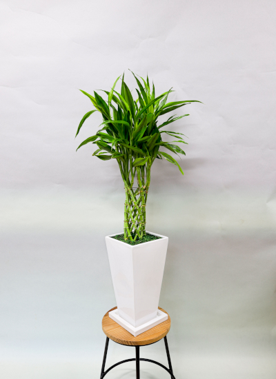 0599観葉植物ギフト～クリーンなホワイト鉢～開運の木☆ミリオンバンブー☆