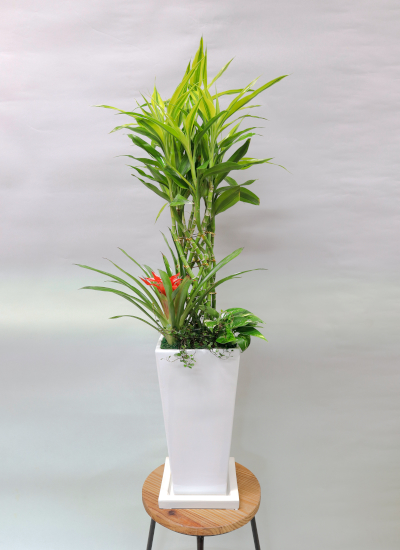 0600観葉植物ギフト ☆開運の木☆ミリオンバンブーとグズマニアのホワイト鉢