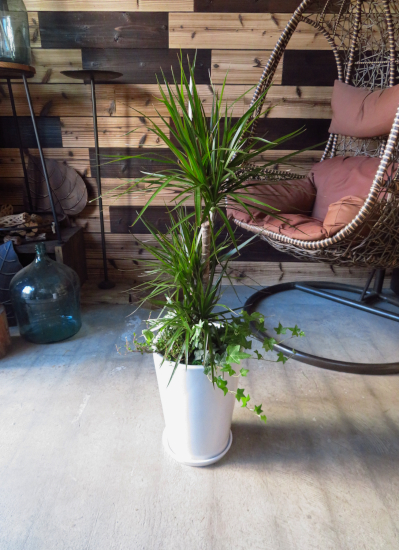 0607【１２時までのご注文で即日発送ＯＫ！】法人/ビジネスギフト対応/プロにおまかせ観葉寄せ植え20,000円コース