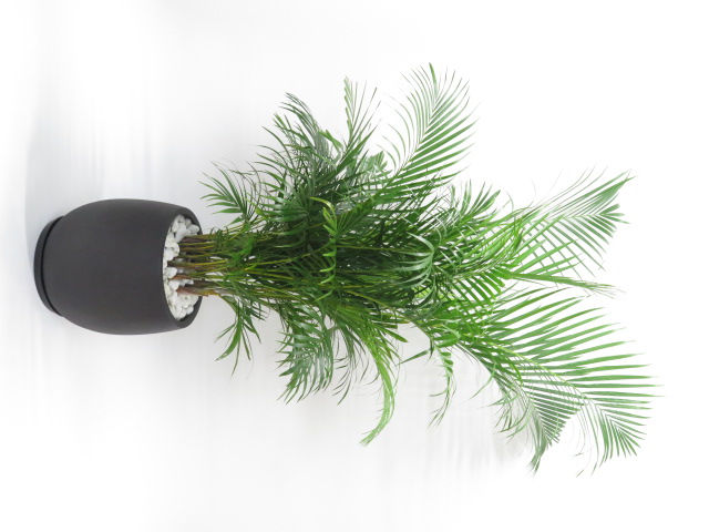 0635大阪市内限定　観葉植物ギフト　アレカヤシとエッグポット【大型商品】