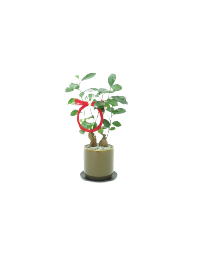 0654【観葉倶楽の開運プランツ】　多幸の木ガジュマル（ミヤビアンバー）