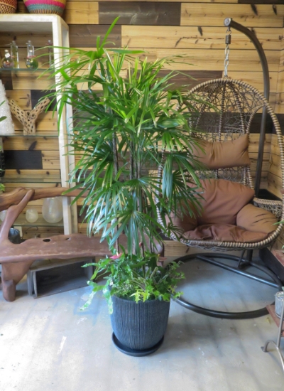 0673大阪市内限定　観葉植物ギフト　シュロチクの豪華な寄せ植え【大型商品】