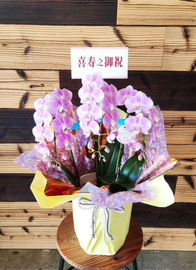 0705　77歳喜寿の御祝におすすめの胡蝶蘭ギフト　ミニ胡蝶蘭(ピンク花)３本立ち