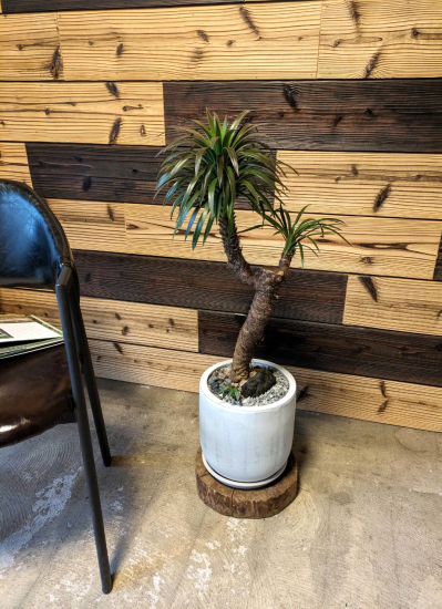 観葉植物ギフト 【こだわりの1点ものシリーズ】 ユッカデスメティ 