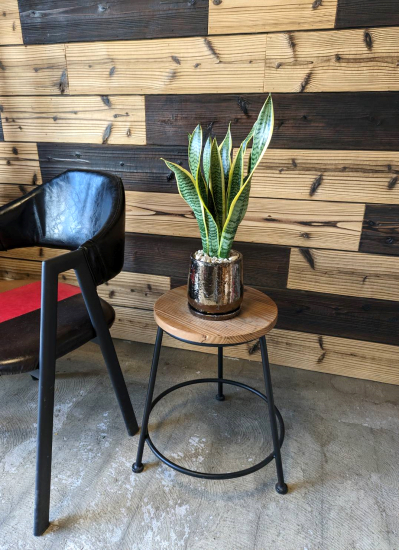 0719【観葉倶楽部の開運プランツ】空気清浄の木サンスベリア☆チャンスをつかむブロンズ鉢