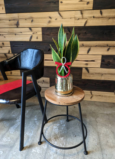 0718【観葉倶楽部の開運プランツ】／紅白水引タイプ　空気清浄の木サンスベリア☆富と繁栄のゴールド鉢