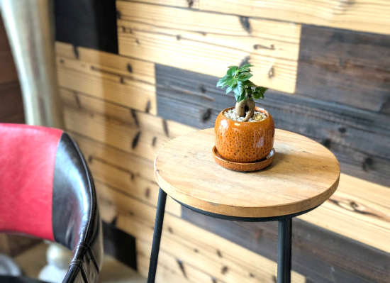 0781観葉植物ギフト ガジュマルとこっくりオレンジ鉢　ミニ観葉まとめ割対象商品