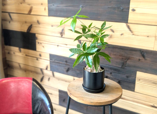 0784観葉植物ギフト 　風水パキラ☆信頼感を高める【黒】シンプルブラック鉢　ミニ観葉まとめ割対象商品