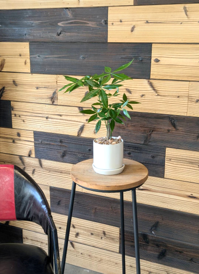 0783観葉植物ギフト 　風水パキラ☆素直な気持ちを贈りたい時の【白】シンプルホワイト鉢　ミニ観葉まとめ割対象商品