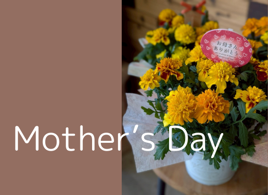【母の日フラワーギフト】ビタミンカラーでお母さんに元気をお届け！マリーゴールドポット25md11