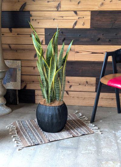 0798観葉植物ギフト　サンスベリアとスタイリッシュな黒バスケット