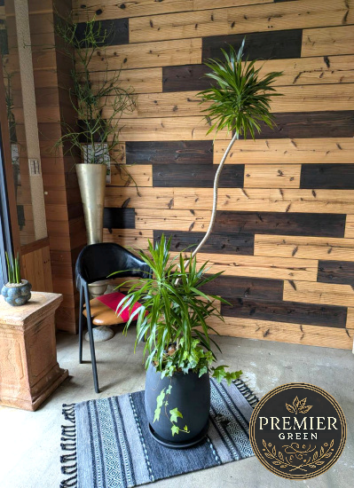 0800観葉植物ギフトこだわりの１点もの【プレミアグリーン】ドラセナナヴィ　マグエルポット