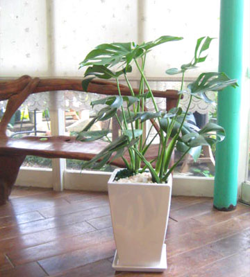 0029【観葉植物】ボリューム大！モンステラのホワイト鉢