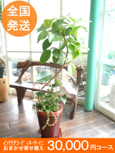 20,000円以上 タマトメ花遊館の観葉倶楽部