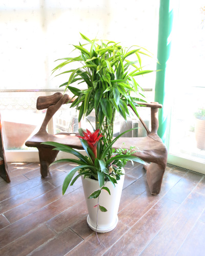 0002観葉植物ギフト お祝いにピッタリ！華やか☆幸せの木～ミリオンバンブー～【大型商品】