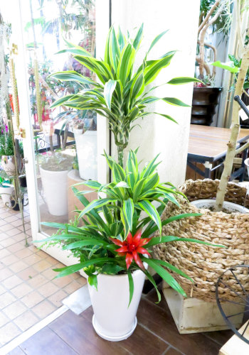 0045観葉植物ギフト　ドラセナレモンライム華やかな寄せ植え（大きいサイズ）【大型商品】