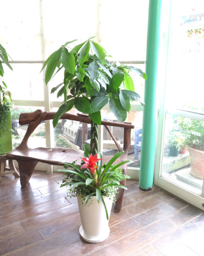0107観葉植物ギフト　パキラと真っ赤なグズマニア【大型商品】