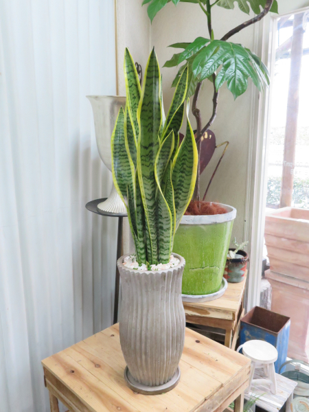 0172サンスベリア　マリシルバー◆観葉植物ギフト