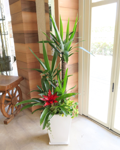 0067観葉植物ギフト　ユッカのミニ観葉寄せ植え【大型商品】