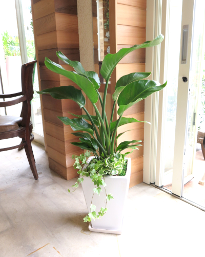 観葉植物ギフト アレカヤシの軽量おしゃれ鉢（シンプル）【大型商品】