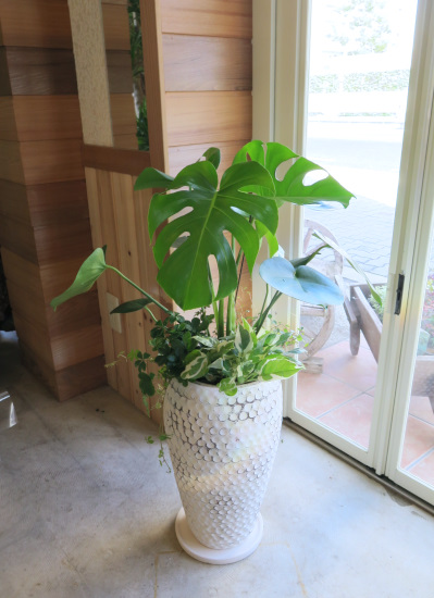 0174モンステラ　ホワイトドット鉢◆観葉植物ギフト