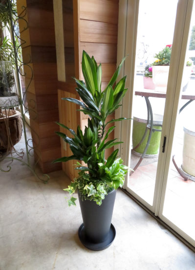 0367観葉植物ギフト　ドラセナと黒鉢