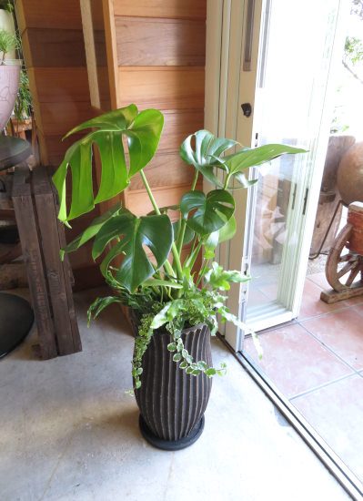 0417観葉植物ギフト　モンステラ　マリブラック