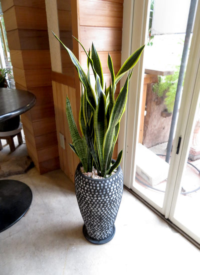 0426観葉植物ギフト　サンスベリア　ブラックドット