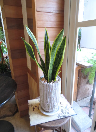 サンスベリア 大きめの観葉植物 白鉢 サンスベリア 4号 ファーンウッド パンク 白陶器鉢仕様｜観葉02-D2