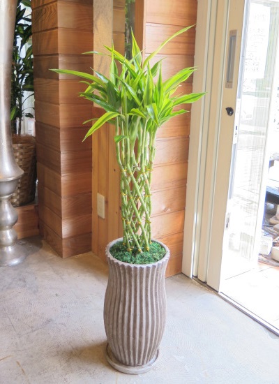 送料無料でご予算ラクラク 観葉植物ギフト お祝いにピッタリ 開運 金運を呼ぶ幸せの木 ミリオンバンブー 大型商品 送料無料でご予算ラクラク 観葉植物ギフト お祝いにピッタリ 開運 金運を呼ぶ幸せの木 ミリオンバンブー 大型商品