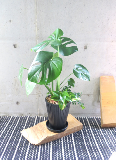 観葉植物ギフト アレカヤシのハワイ風