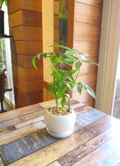 縁起のよい『風水』プランツ タマトメ花遊館の観葉倶楽部