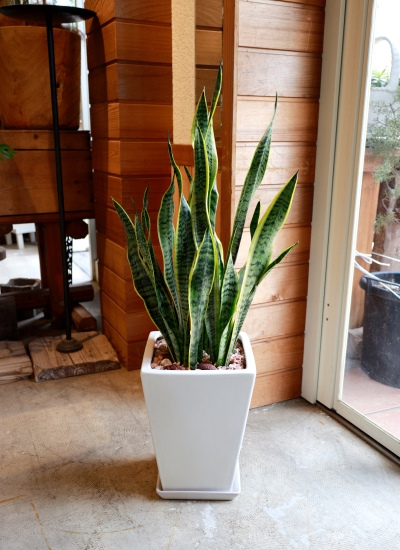サンスベリア 大きめの観葉植物 白鉢 サンスベリア 4号 サイアムグリーン 白陶器鉢仕様｜観葉02-D2