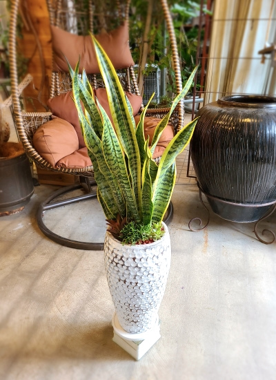 サンスベリア 大きめの観葉植物 白鉢 saisyokukenbi_rg050002