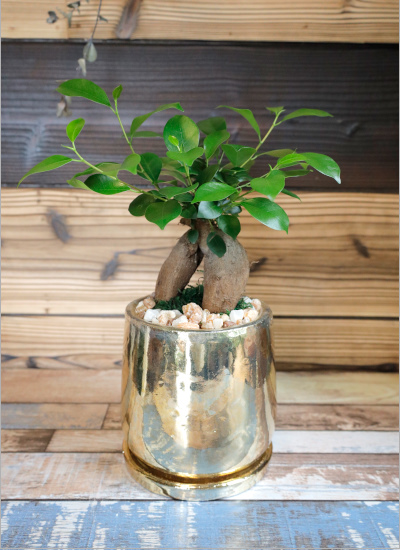 0566【観葉倶楽部の開運プランツ】　多幸の木ガジュマル☆富と繁栄のゴールド鉢