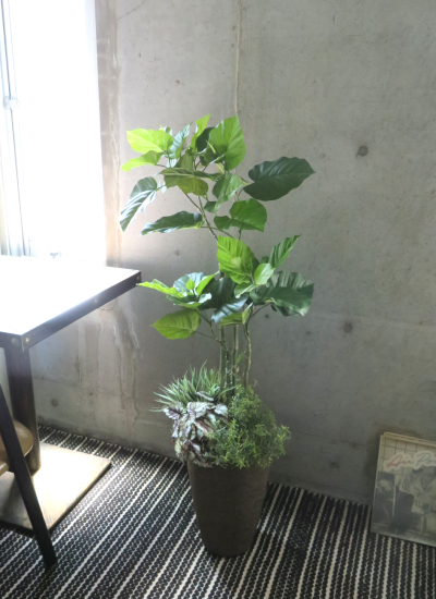 0573フェイクグリーン観葉植物ギフト　ウンベラータ寄せ植え（軽量インテリア鉢使用）