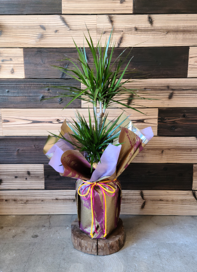 0609観葉植物ギフト　〈和Style〉　コンシンネの和風ラッピング(Mサイズ)