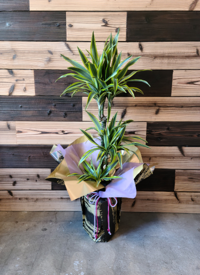 0610観葉植物ギフト　〈和Style〉 ドラセナレモンライムの和風ラッピング(Ｌサイズ)