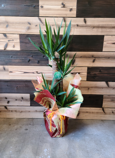 0612観葉植物ギフト　〈和Style〉 ユッカの和風ラッピング(Ｌサイズ)