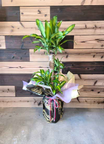 0614観葉植物ギフト　〈和Style〉 幸福の木の和風ラッピング(Ｌサイズ)