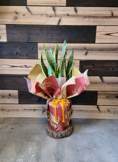 0613観葉植物ギフト　〈和Style〉サンスベリアの和風ラッピング(Mサイズ)