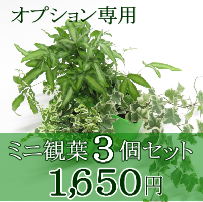0639観葉植物ギフト　オプション専用　ミニ観葉３個セット