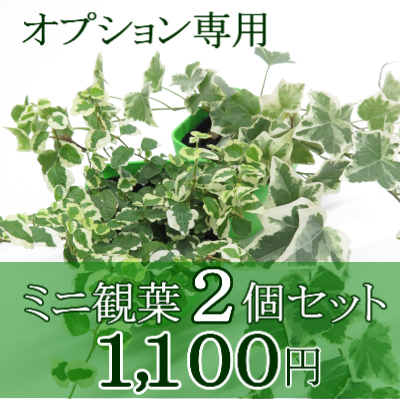 0641観葉植物ギフト　オプション専用　ミニ観葉２個セット