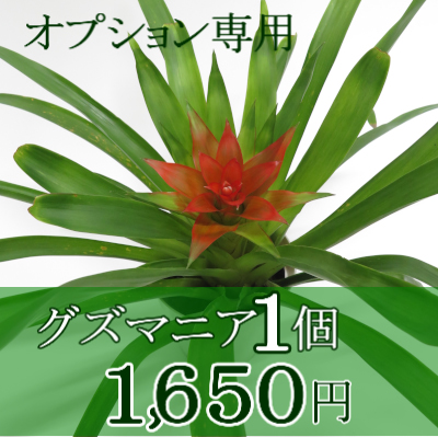 0640観葉植物ギフト　オプション専用　グズマニア1個