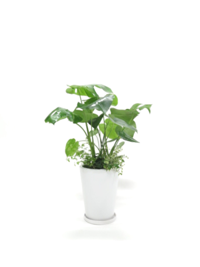 0651【送料無料】観葉植物ギフト モンステラおまかせ寄せ植え(大サイズ)