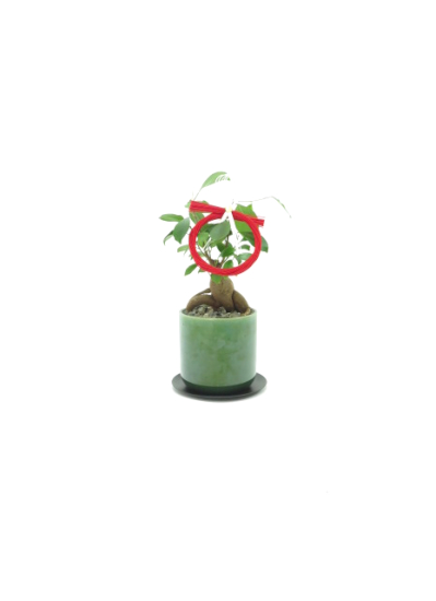 開運プランツ タマトメ花遊館の観葉倶楽部