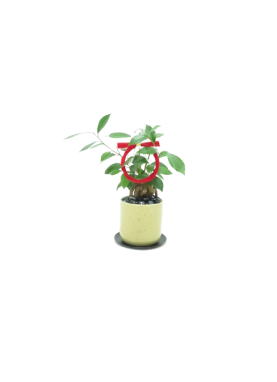 0658【観葉倶楽の開運プランツ】　多幸の木ガジュマル（ミヤビイエロー）