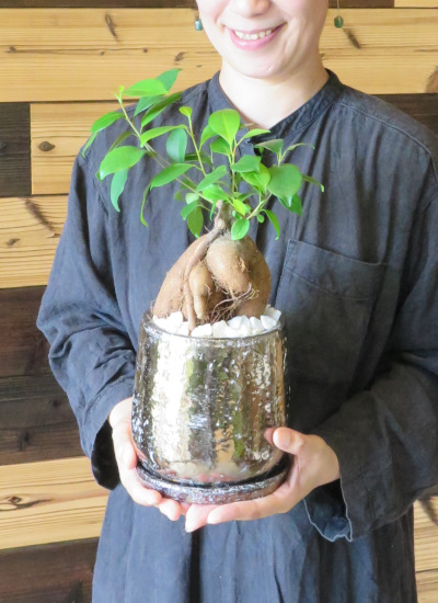 0693　77歳喜寿の御祝におすすめ観葉植物ギフト　多幸の木ガジュマル「あかがね」