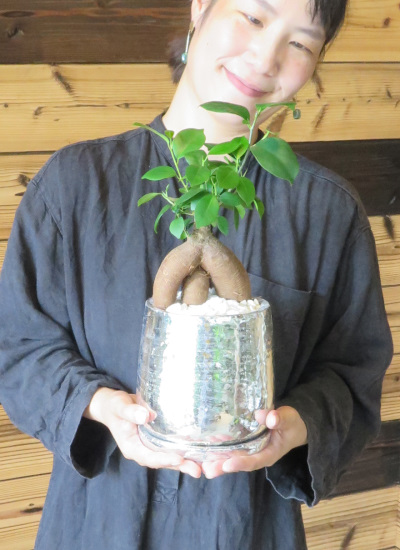 0692　77歳喜寿の御祝におすすめ観葉植物ギフト　多幸の木ガジュマル「しろがね」