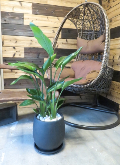 0666観葉植物オーガスタとエッグポット【大型商品】